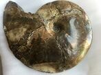 (cm) Placenticeras Ammonite Fossil - Montana #28201-1
